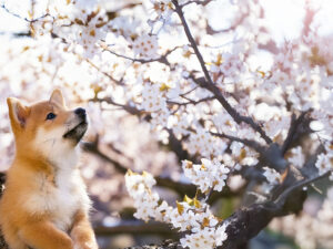 桜の木の枝に上る柴犬の子犬