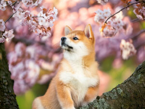 桜の木の枝に上る柴犬の子犬