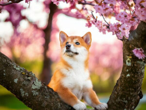 桜の木の枝に上る柴犬の子犬