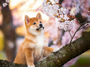 桜の木の枝に上る柴犬の子犬