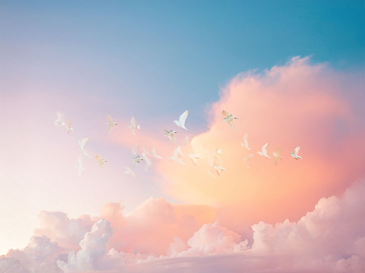 美しい空を飛ぶ鳥の群れ