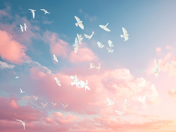 美しい空を飛ぶ鳥の群れ