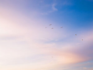 美しい空を飛ぶ鳥の群れ