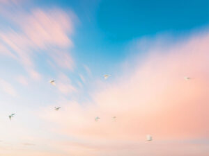美しい空を飛ぶ鳥の群れ