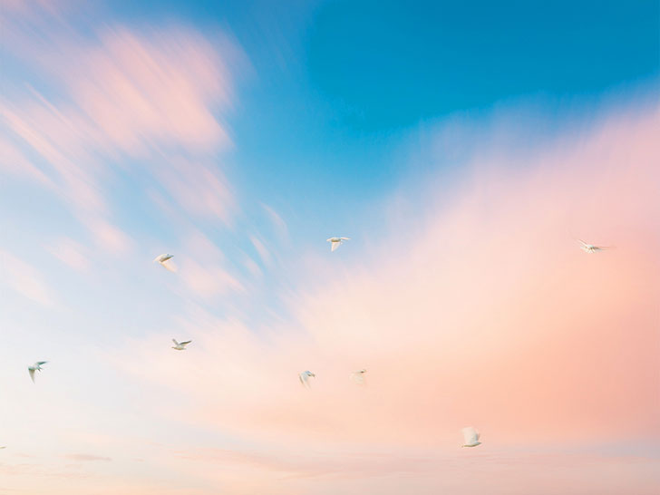 美しい空を飛ぶ鳥の群れ