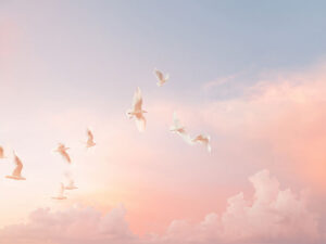 美しい空を飛ぶ鳥の群れ