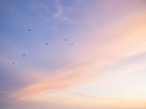 美しい空を飛ぶ鳥の群れ
