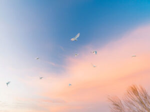美しい空を飛ぶ鳥の群れ