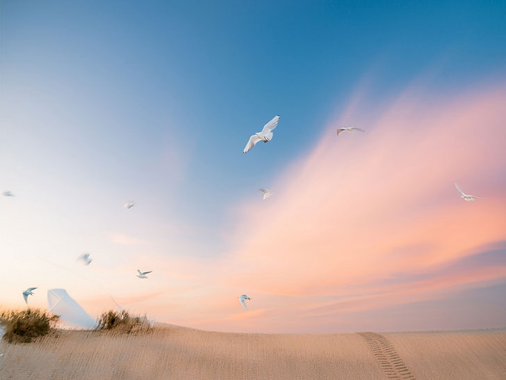 美しい空を飛ぶ鳥の群れ