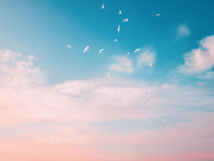 美しい空を飛ぶ鳥の群れ