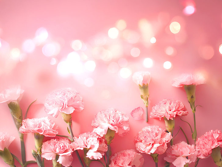ピンク色の背景と赤いカーネーション