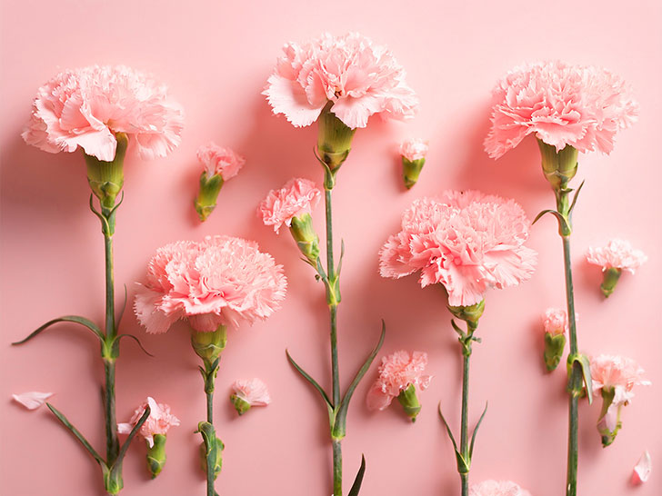 ピンク色の背景と赤いカーネーション