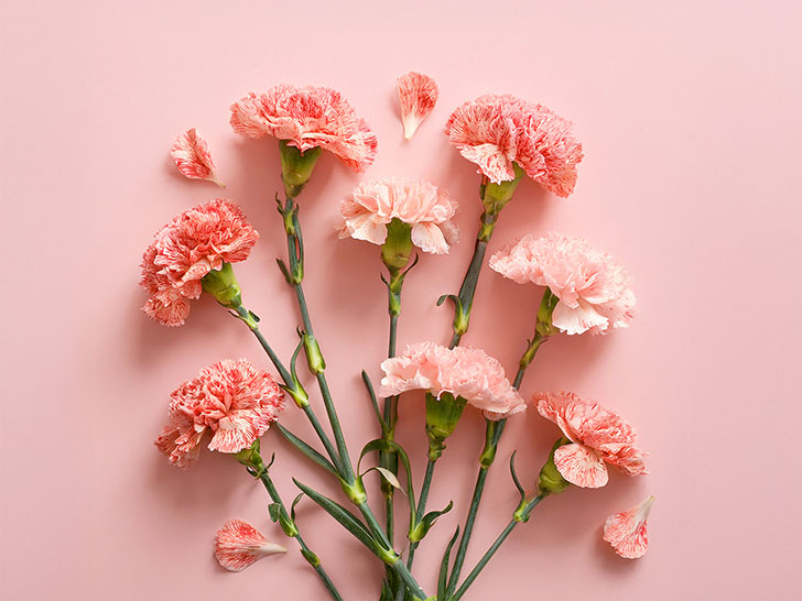 ピンク色の背景と赤いカーネーション