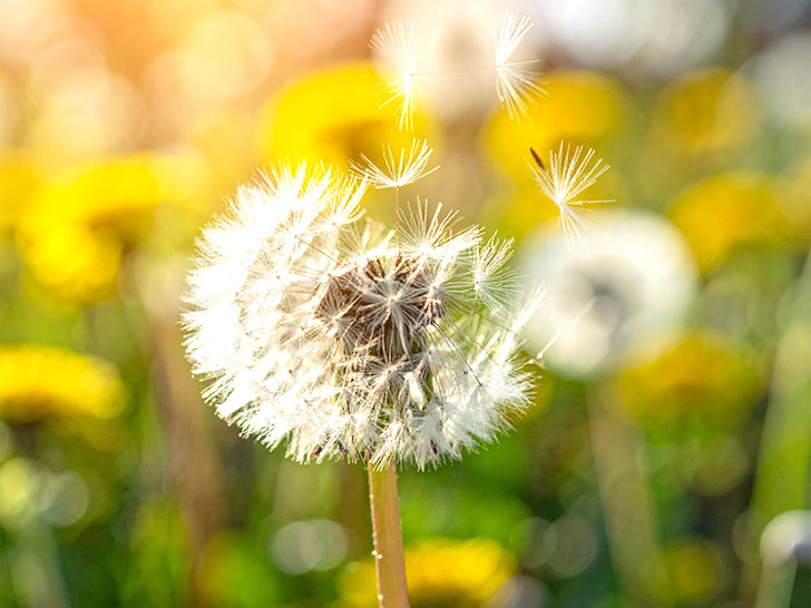 タンポポの綿毛