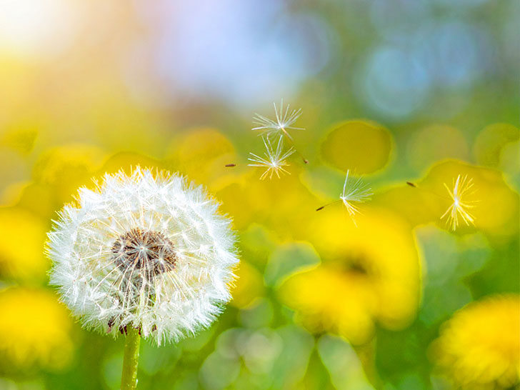 タンポポの綿毛