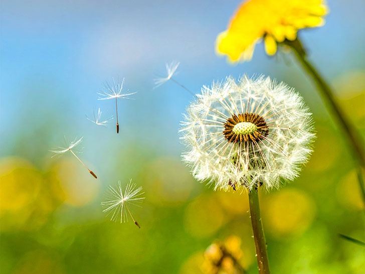 タンポポの綿毛