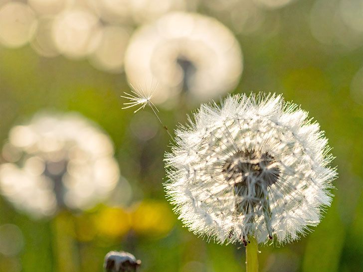 タンポポの綿毛