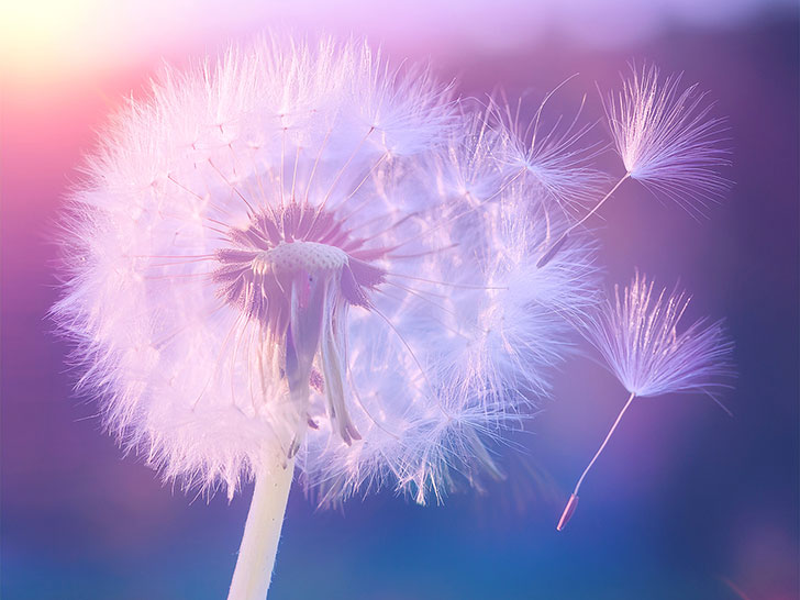 タンポポの綿毛