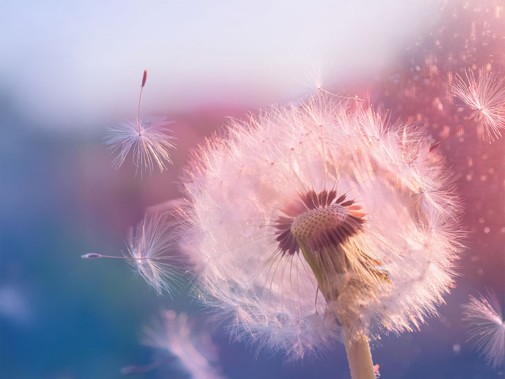 タンポポの綿毛