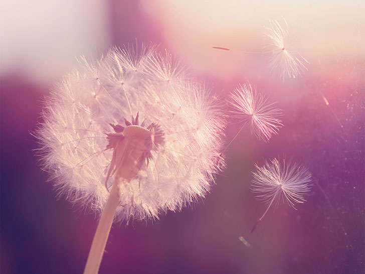 タンポポの綿毛