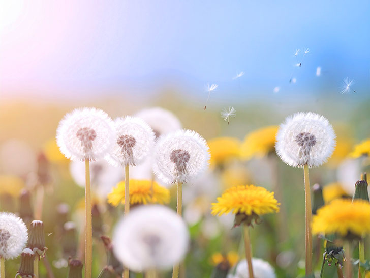 タンポポの綿毛