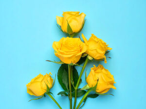 水色の背景と黄色いバラの花