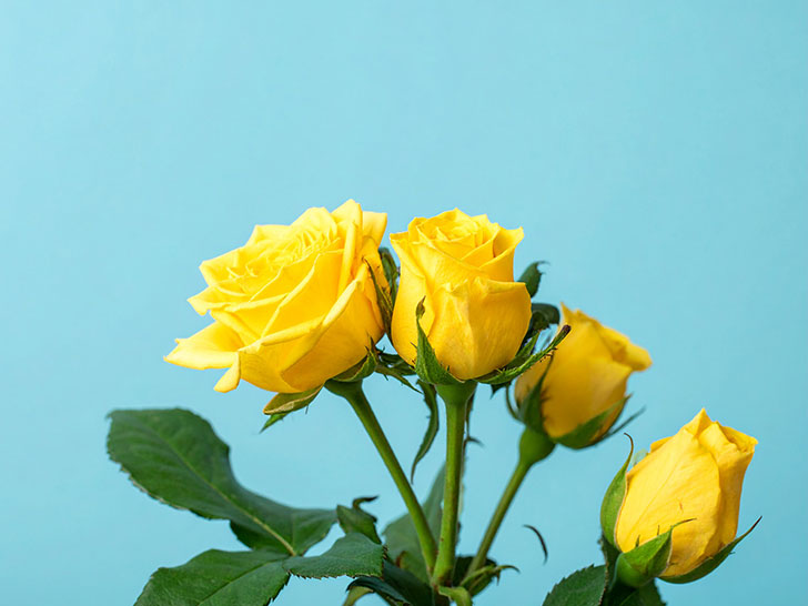 水色の背景と黄色いバラの花