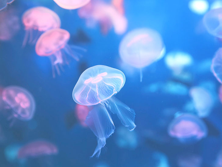 海の中をゆらゆら漂うクラゲ