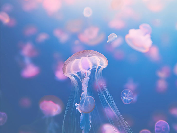海の中をゆらゆら漂うクラゲ