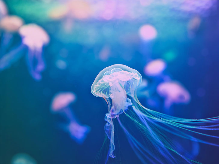 海の中をゆらゆら漂うクラゲ