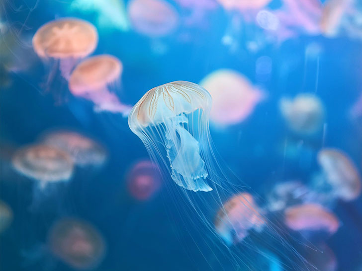 海の中をゆらゆら漂うクラゲ