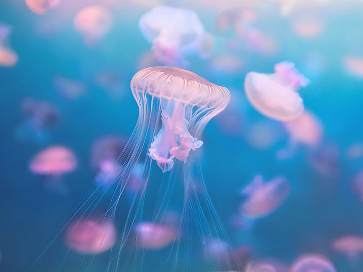 海の中をゆらゆら漂うクラゲ