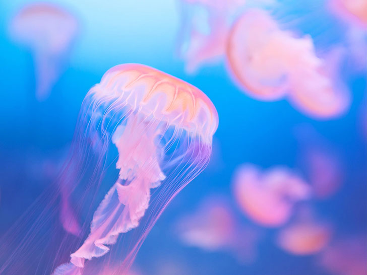 海の中をゆらゆら漂うクラゲ