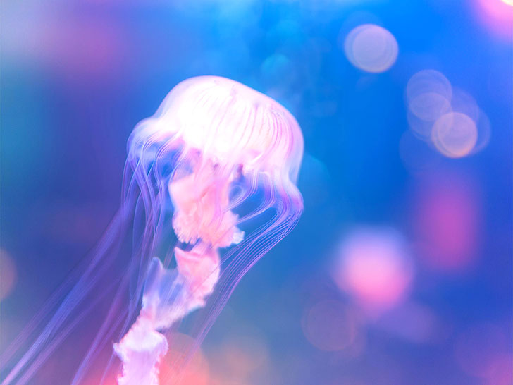 海の中をゆらゆら漂うクラゲ