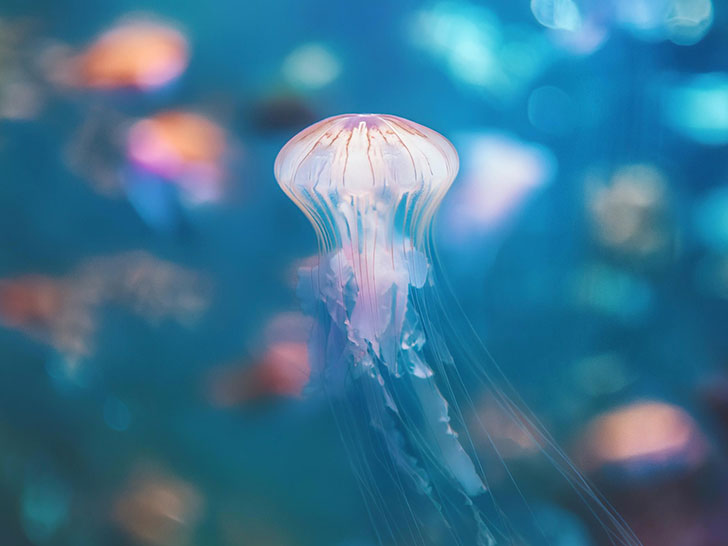 海の中をゆらゆら漂うクラゲ