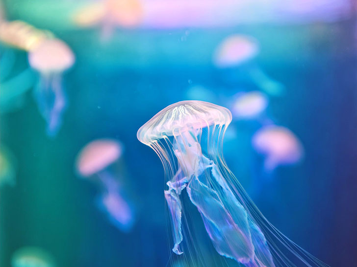 海の中をゆらゆら漂うクラゲ