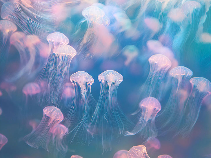 海の中をゆらゆら漂うクラゲ