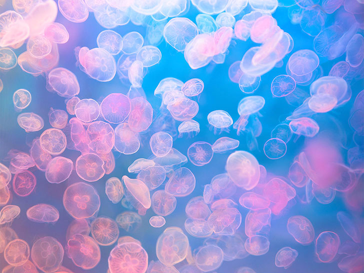 海の中をゆらゆら漂うクラゲ
