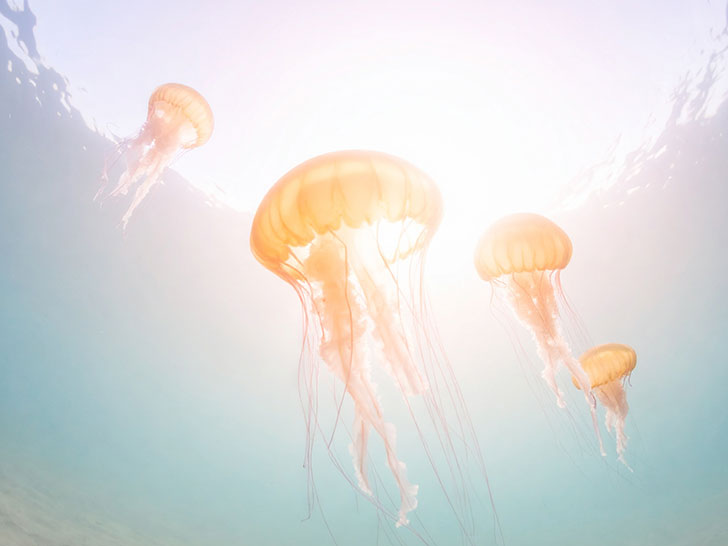 海の中をゆらゆら漂うクラゲ