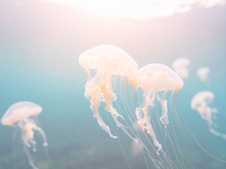 海の中をゆらゆら漂うクラゲ