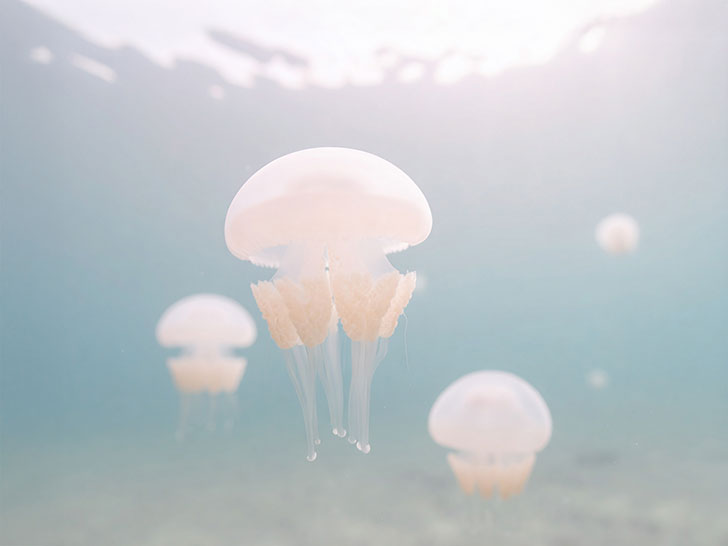 海の中をゆらゆら漂うクラゲ