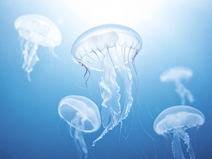 海の中をゆらゆら漂うクラゲ