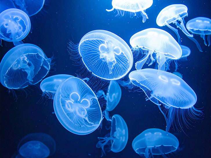 海の中をゆらゆら漂うクラゲ