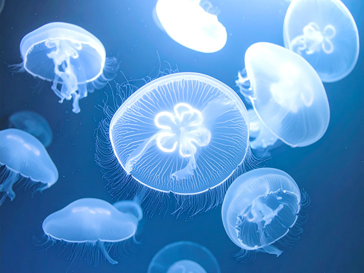 海の中をゆらゆら漂うクラゲ