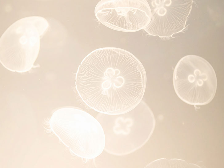 海の中をゆらゆら漂うクラゲ