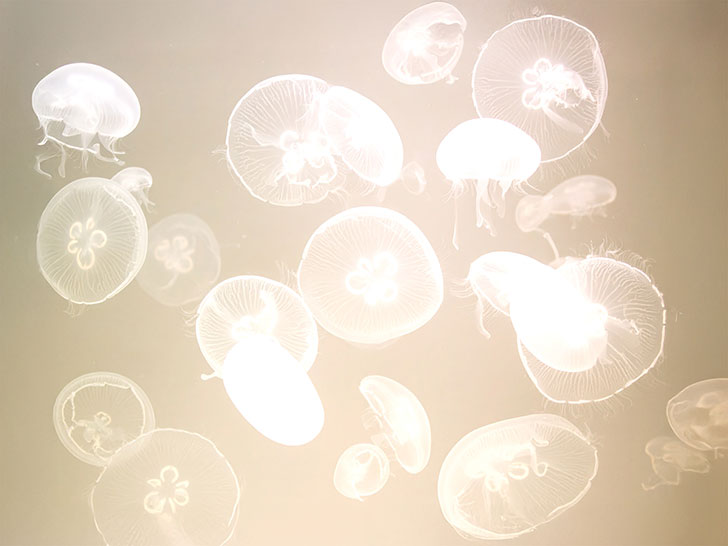 海の中をゆらゆら漂うクラゲ
