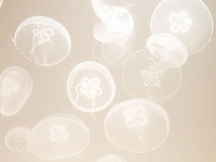 海の中をゆらゆら漂うクラゲ