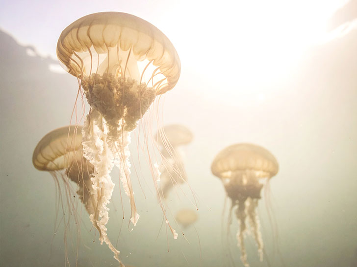 海の中をゆらゆら漂うクラゲ