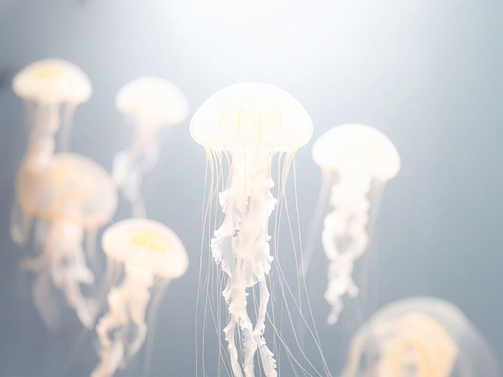 海の中をゆらゆら漂うクラゲ