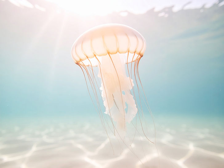 海の中をゆらゆら漂うクラゲ